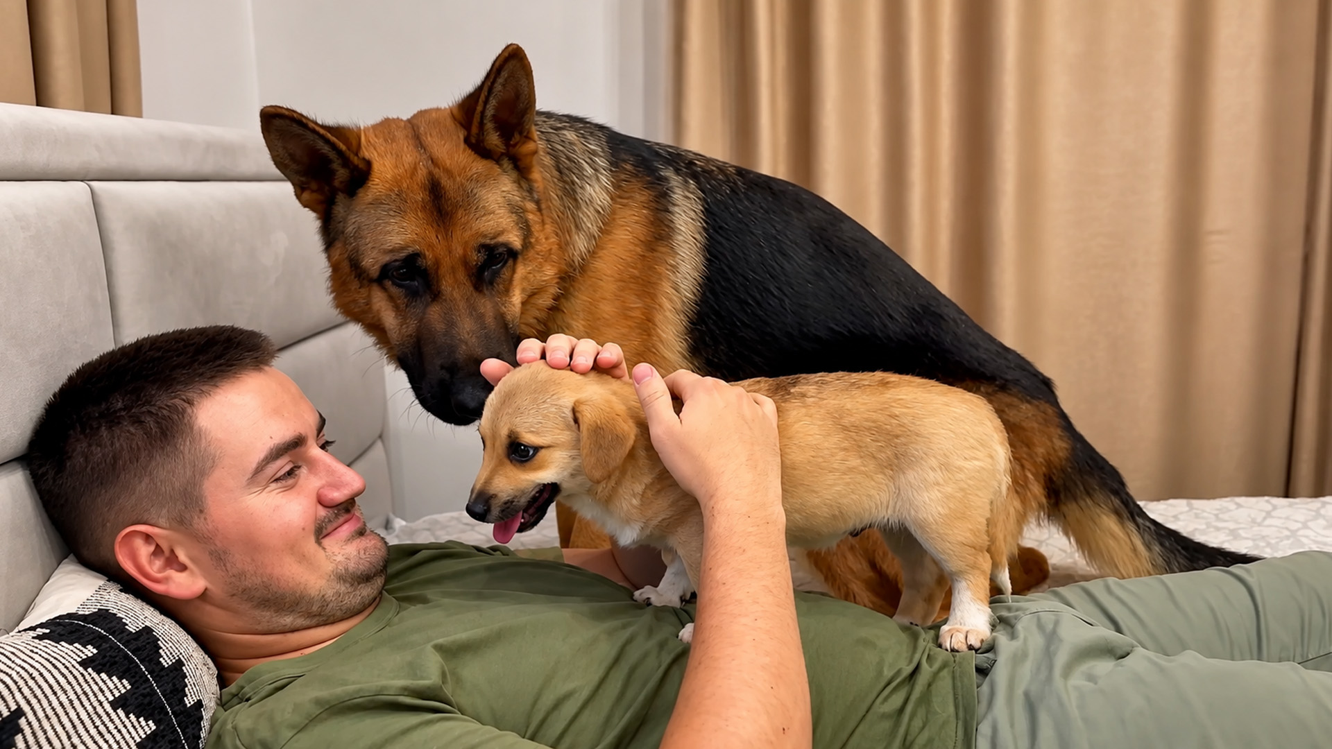 How does a German shepherd share attention with a puppy?
