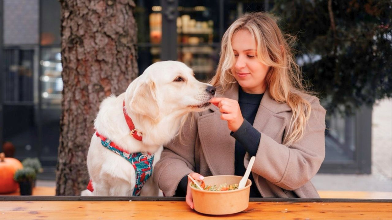 12 foods that are safe to share with your dog