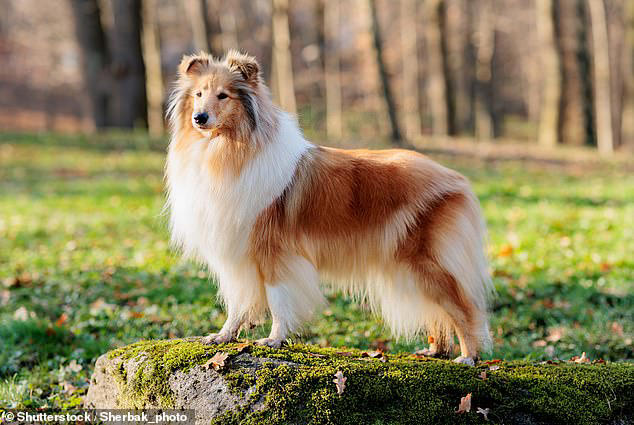 Britain's most iconic dogs are disappearing: Owners swap sheepdogs and ...