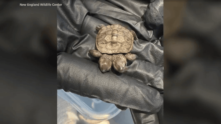 Morning buzz: A two-headed baby turtle found on Cape Cod