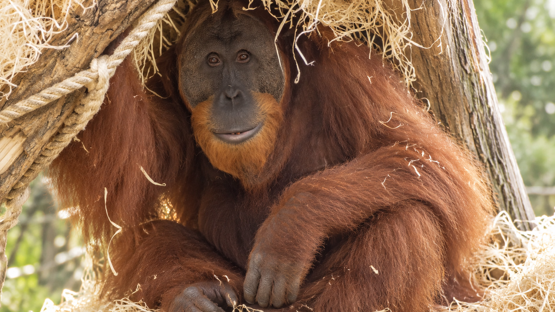 Orangutan rests quietly inside a tree nest on hidden camera