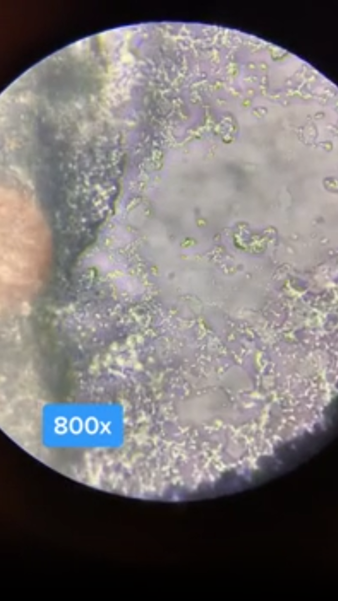 The world under a microscope looks completely different