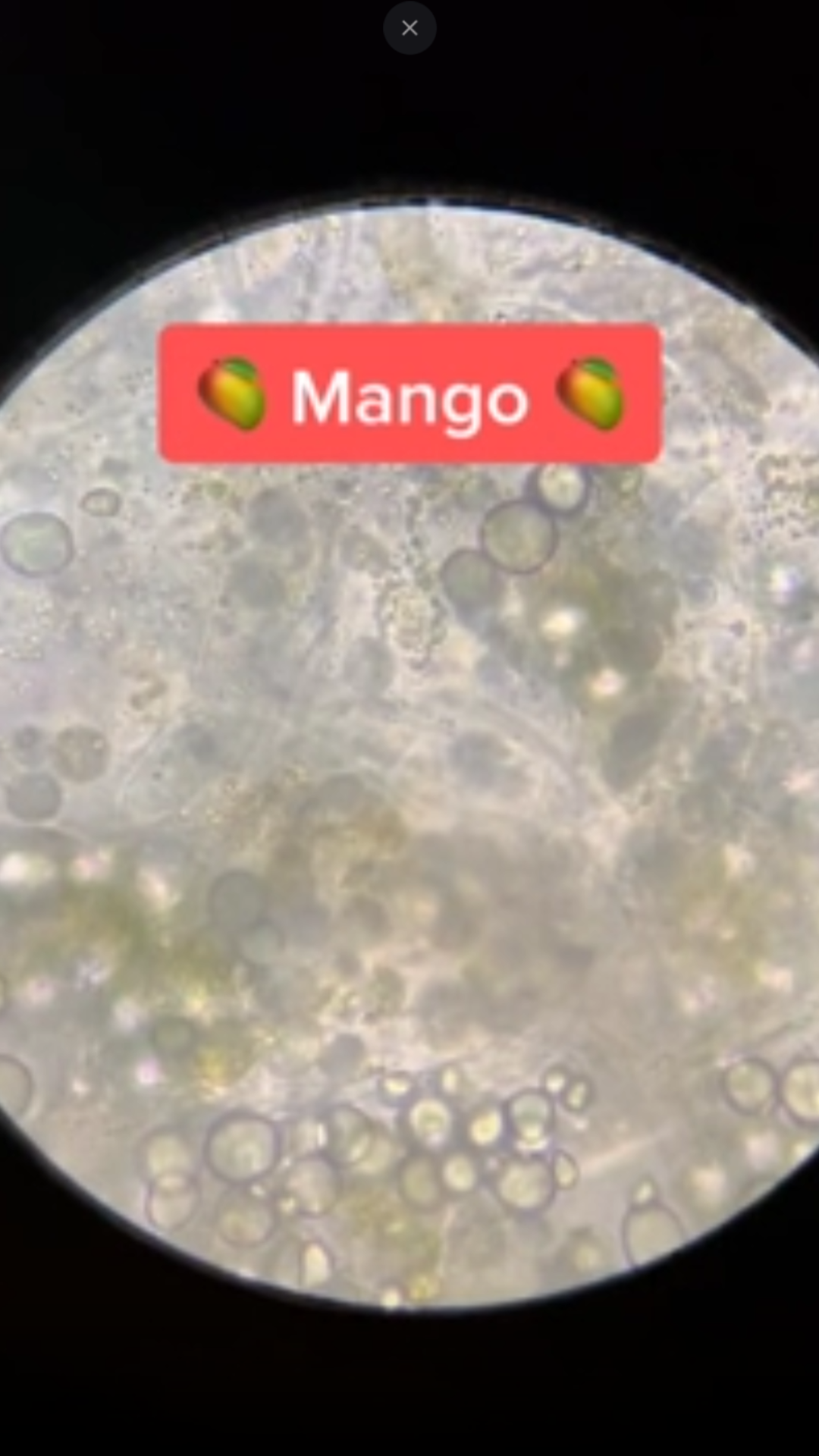 Exploring the microscopic world of bacteria
