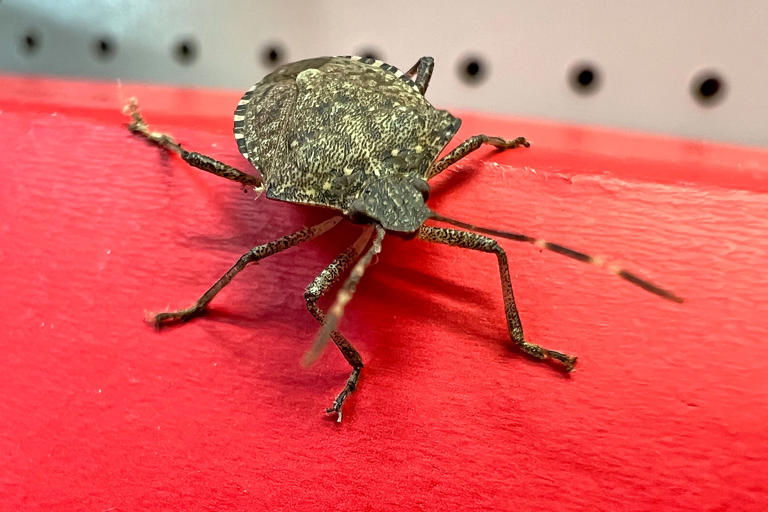 Getting stink bugs in the house? How to get rid of the smelly insects