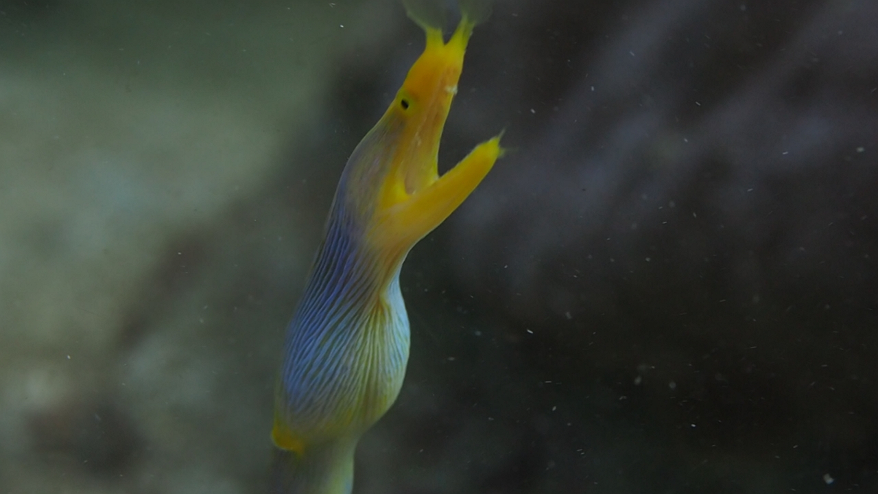Rare ribbon eel captured in its underwater habitat