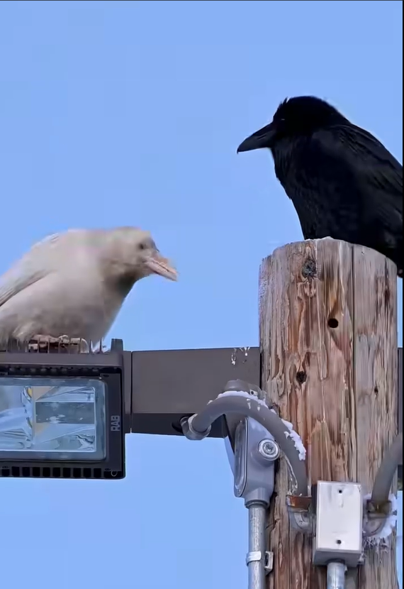 The rare white raven that amazed everyone