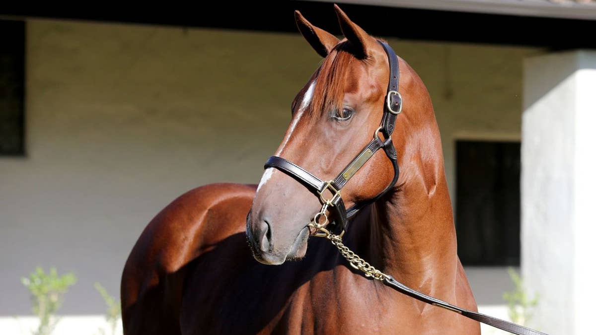 Record priced Arabian lion colt tops 2026 Fasig-Tipton California fall ...