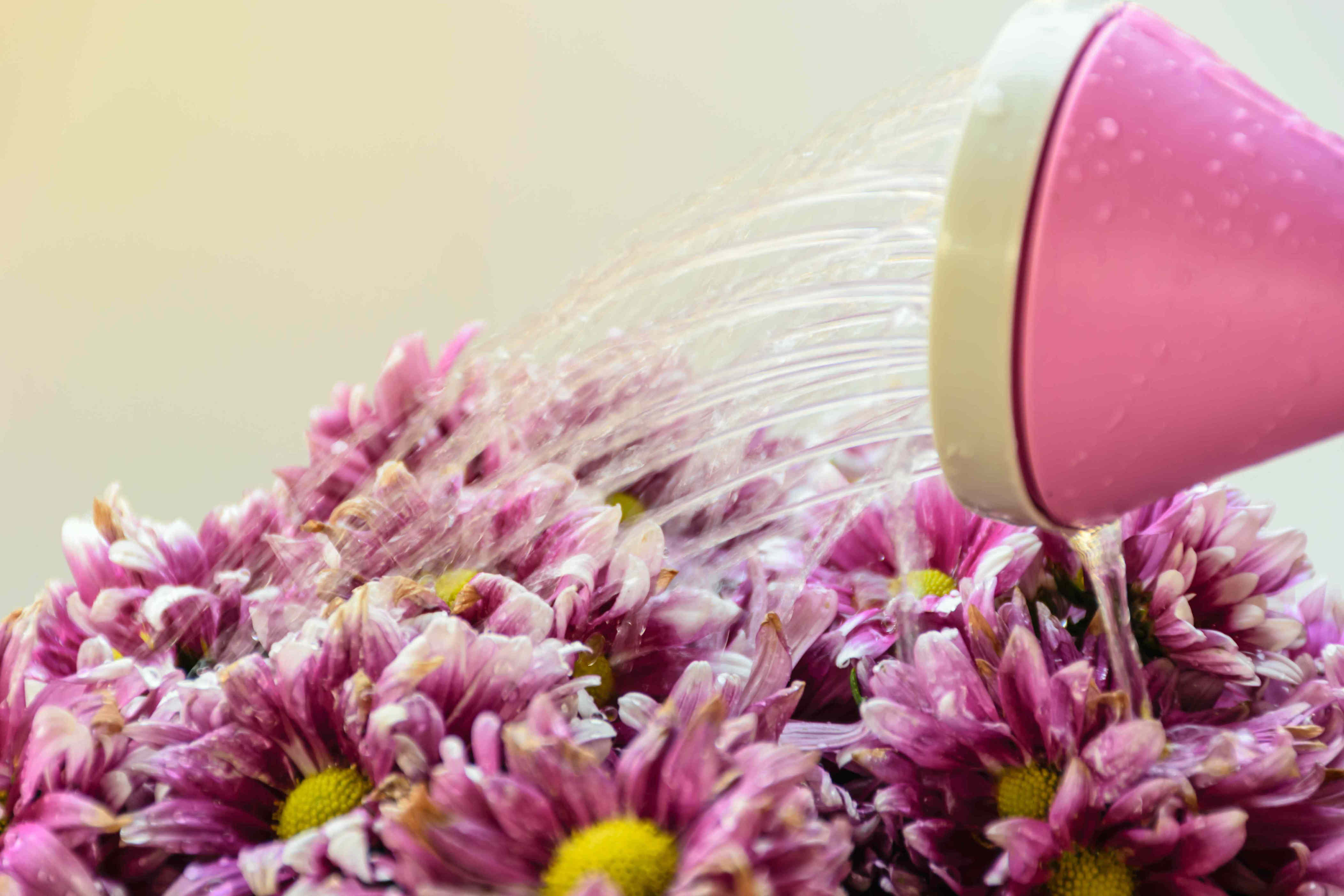 The biggest mistake you can make when watering mums in fall