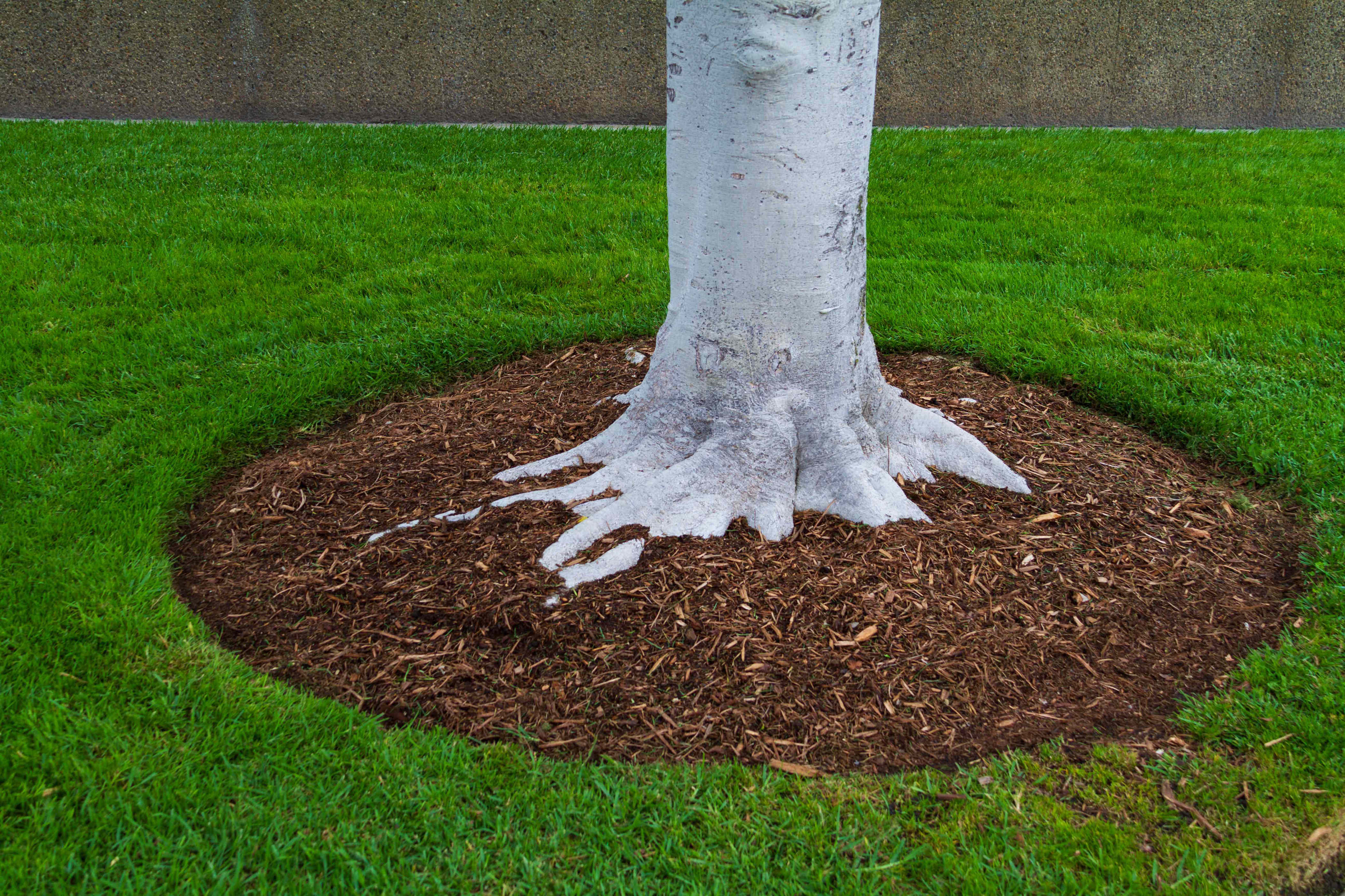 Should you mulch around exposed tree roots?