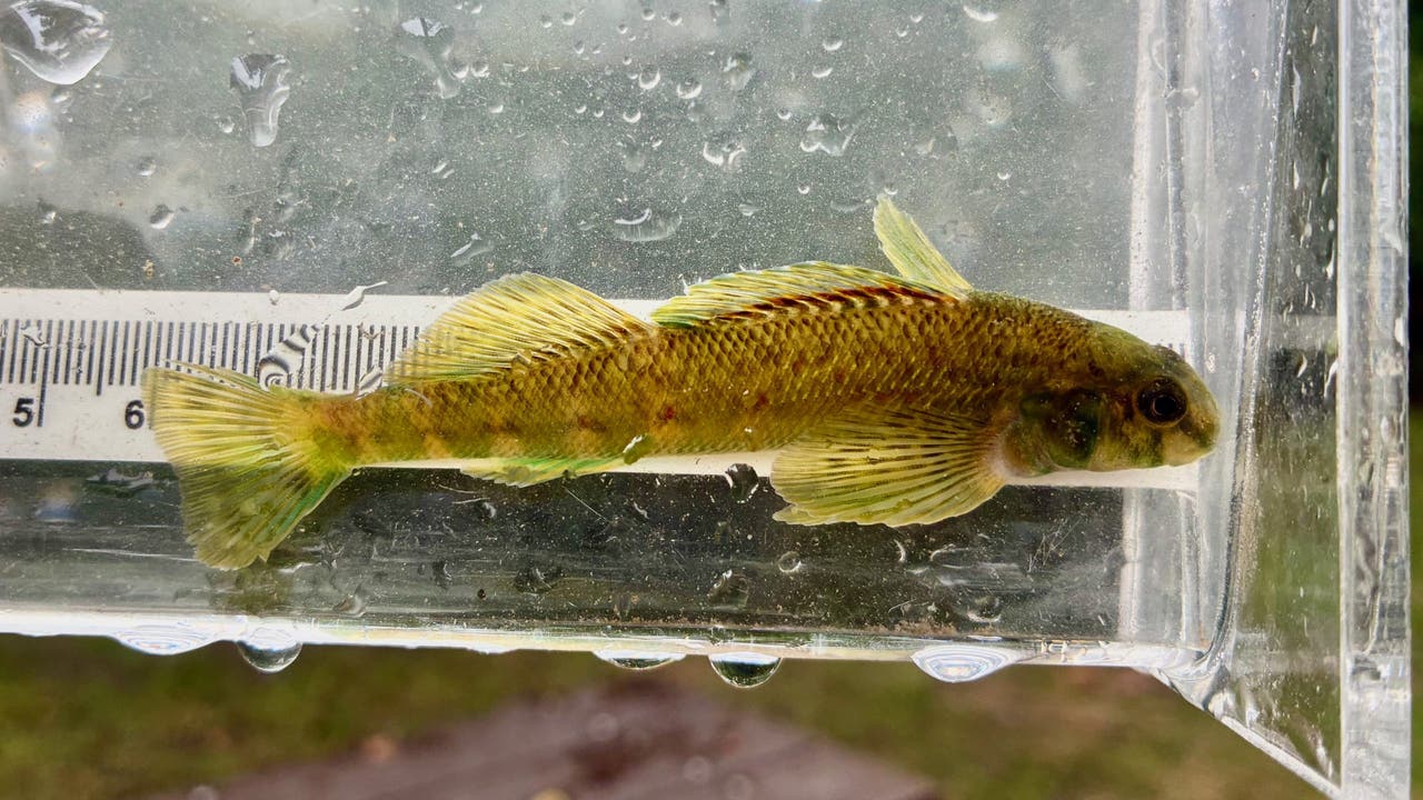 Historic fish discovery in Rouge River after species disappeared over ...