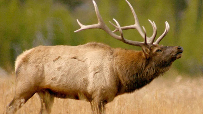 Aggressive bull elk rams vehicle, smashes side window
