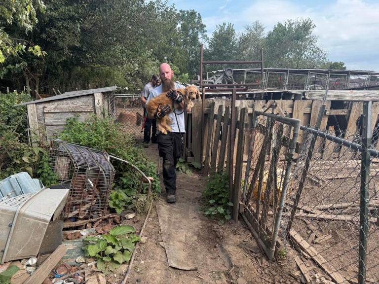 170 animals rescued from Lawrence County, Mo., property will remain in ...