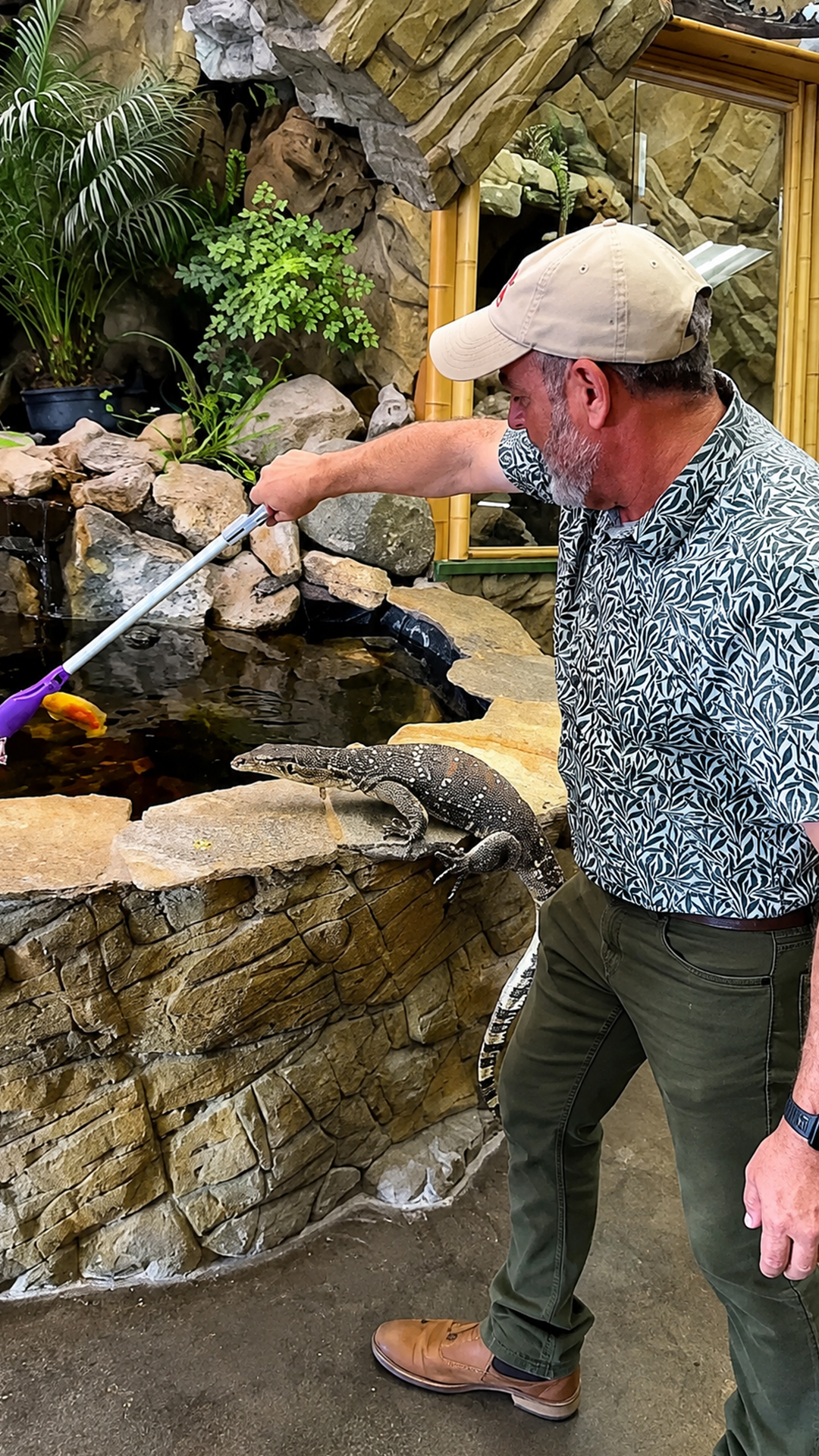 Monitor lizard turn feeding time into a live hunting show for visitors
