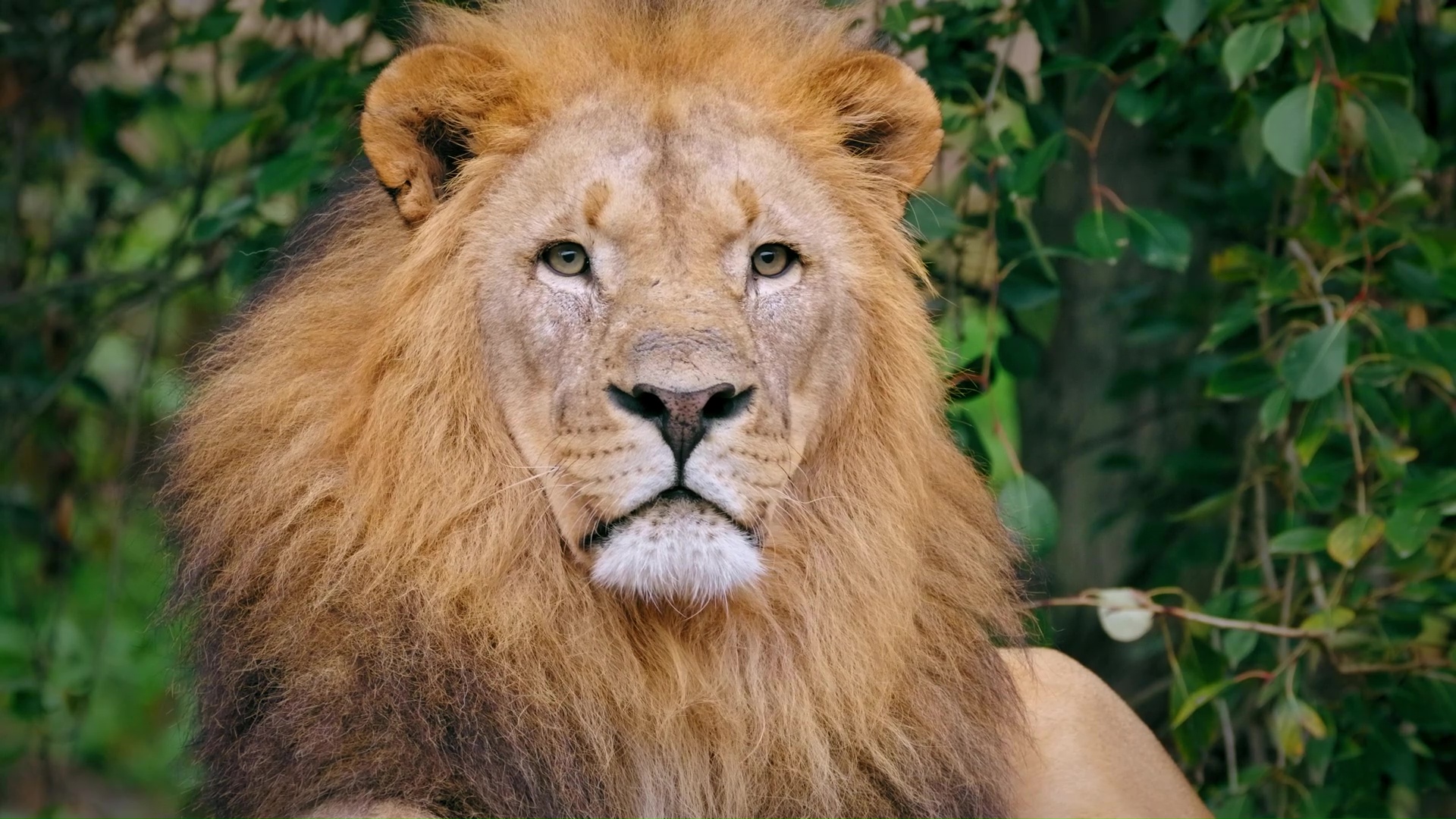 Raro Momento De Un León Africano Mirando A Cámara