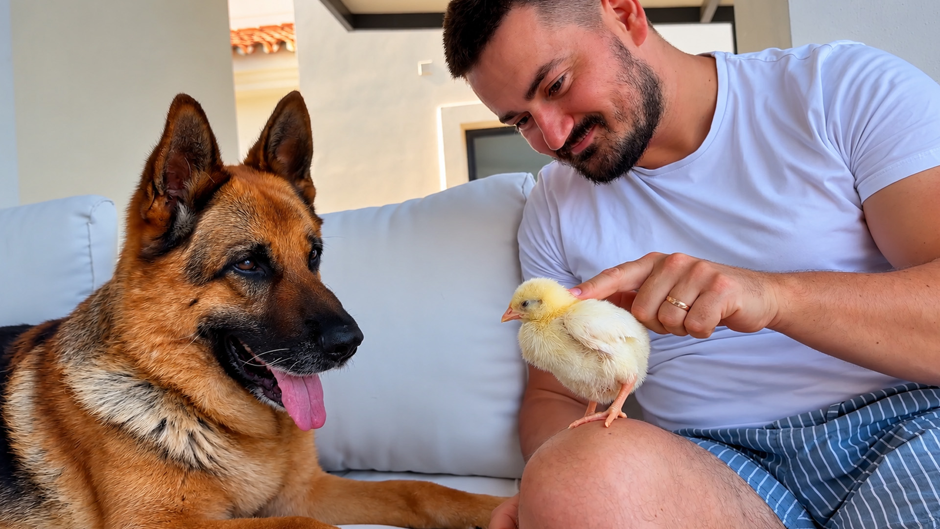 German shepherd watches over a tiny chick