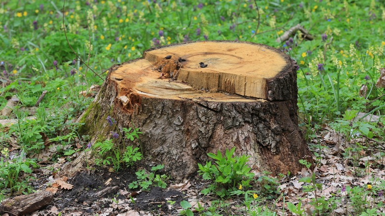 What you need to know before pulling a tree stump with your truck