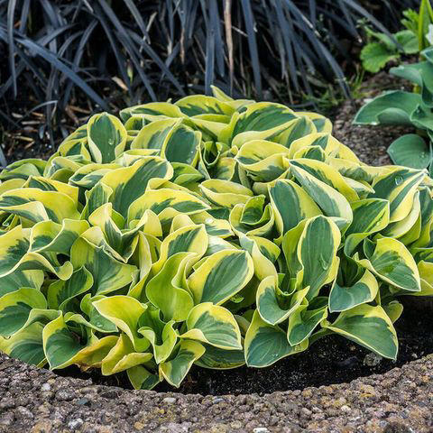 5 easy bare-root perennials to plant this fall for gorgeous flowers ...