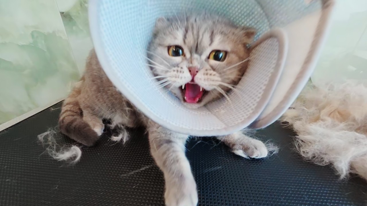 Mr. Chubb is one very spicy scaredy cat