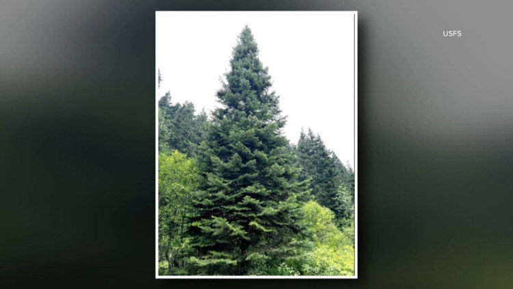Here's how you can catch the US Capitol Christmas tree on its journey ...