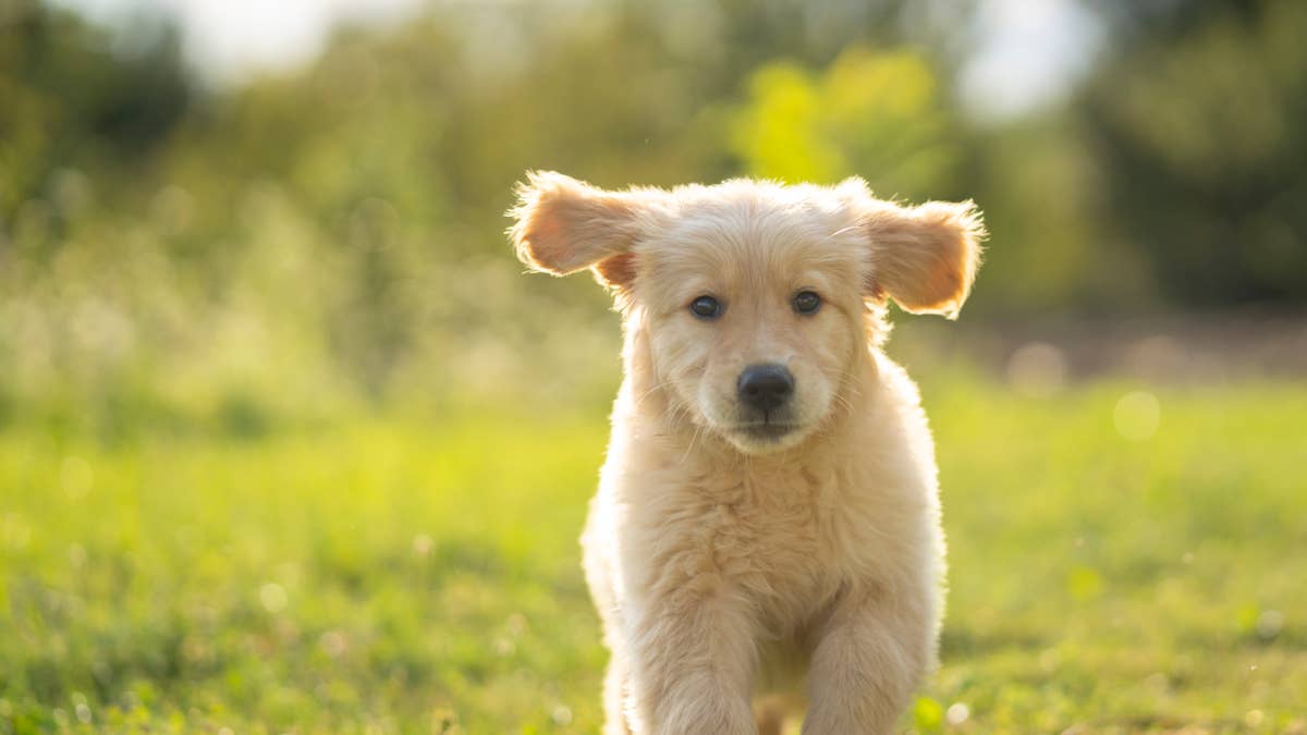 Golden retriever puppy becomes a perfect 'Smush' the second he starts ...