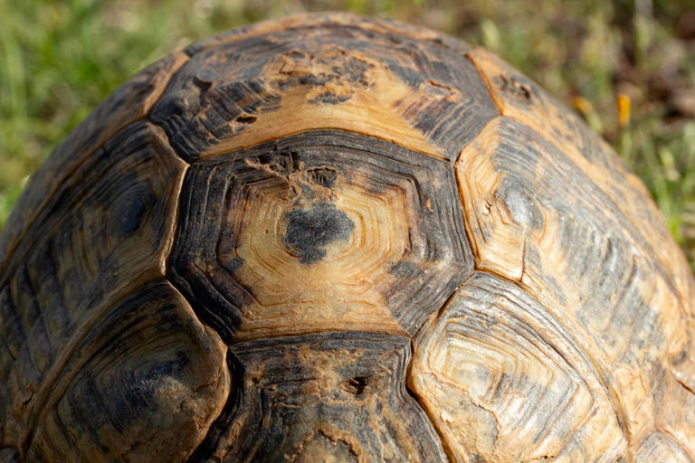 A turtle’s shell is its own ribcage and spine fused into a box, which ...