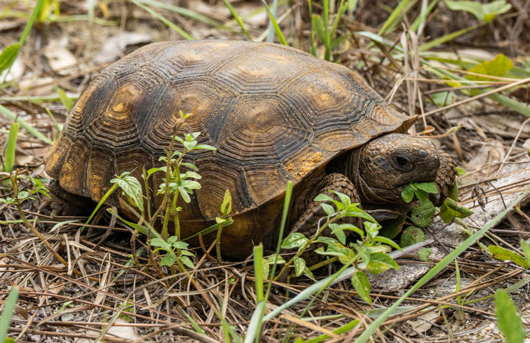 A turtle’s shell is its own ribcage and spine fused into a box, which ...