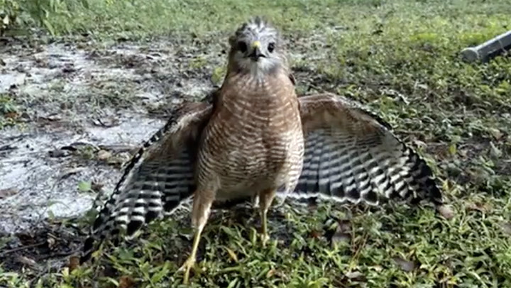 Caught on camera: Hawk rescued after being trapped in Florida pool ...