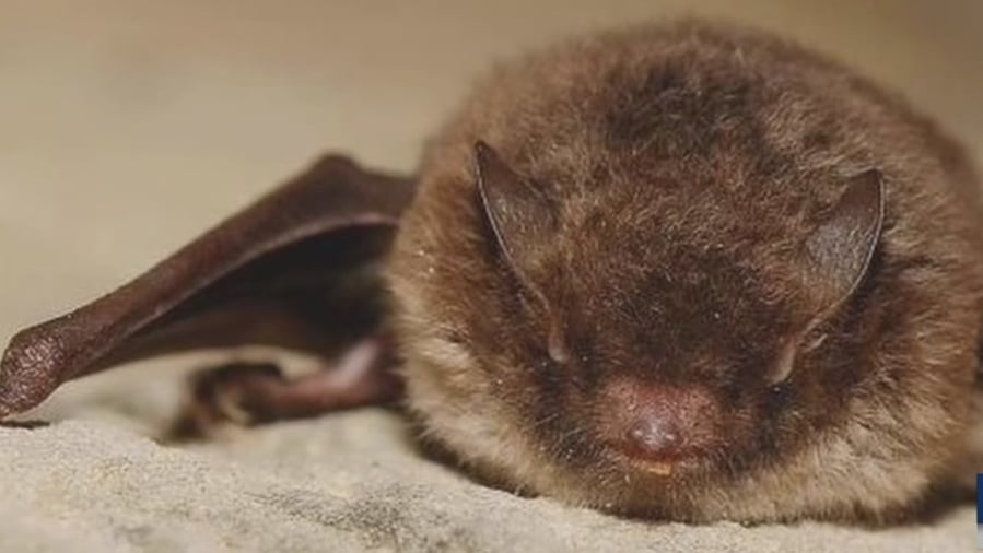 Human rabies exposure reported in Clark County after handling bat
