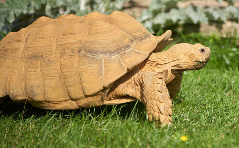 A turtle’s shell is its own ribcage and spine fused into a box, which ...