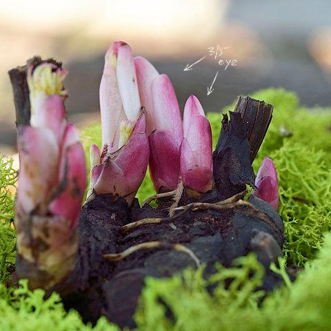 5 easy bare-root perennials to plant this fall for gorgeous flowers ...