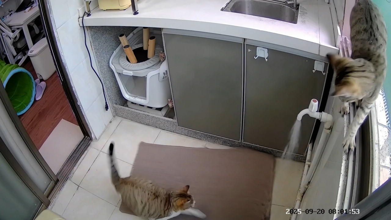Kitten turns on faucet while playing in kitchen