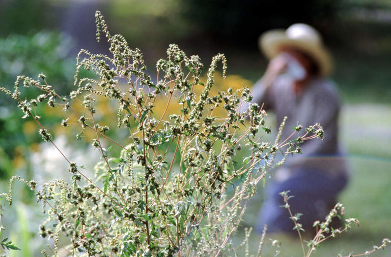 Pollen hits 'extreme' levels in Boise. See what's fueling your fall ...