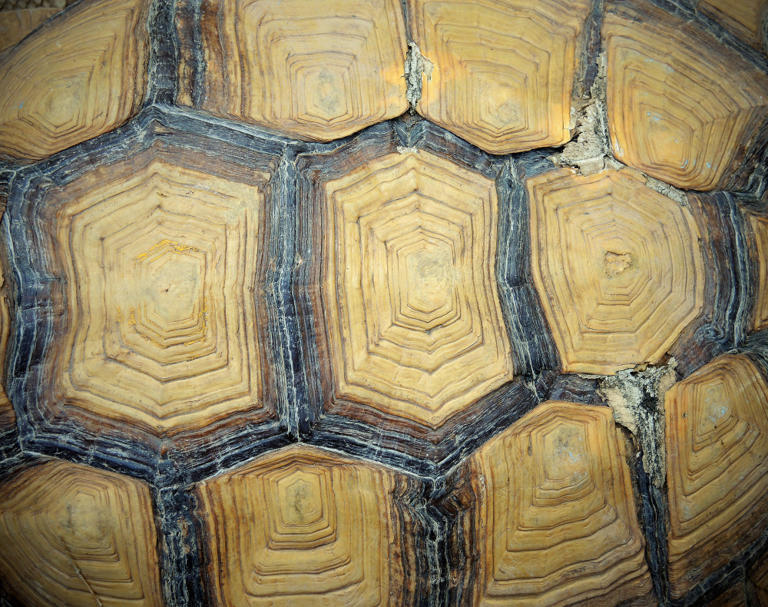 A turtle’s shell is its own ribcage and spine fused into a box, which ...