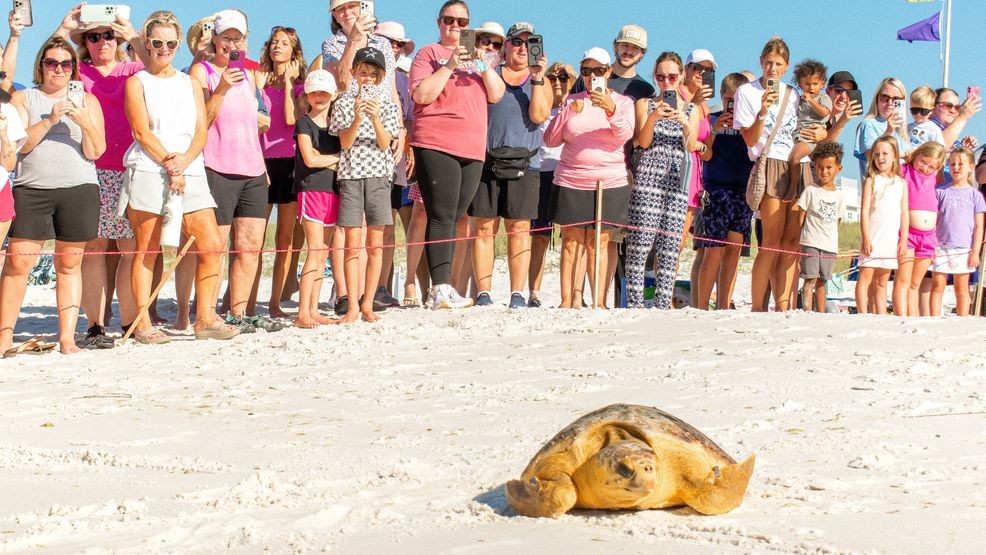 Gulfarium CARE Center releases five rehabilitated sea turtles back into ...