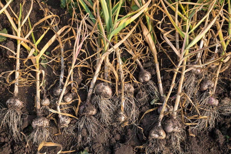 Everything to know about growing garlic at home