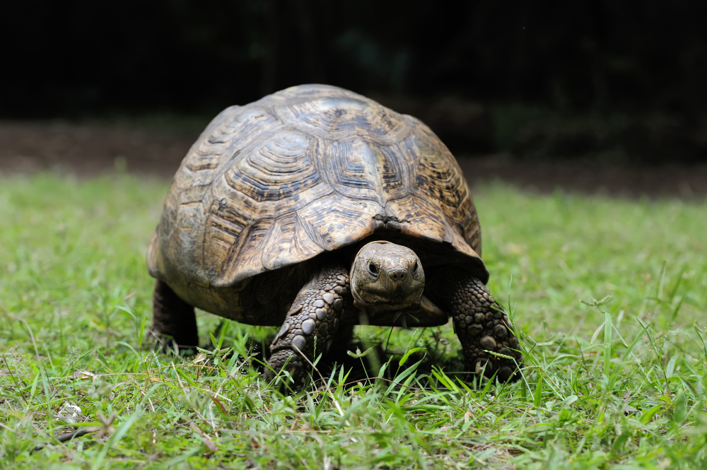 A turtle’s shell is its own ribcage and spine fused into a box, which ...