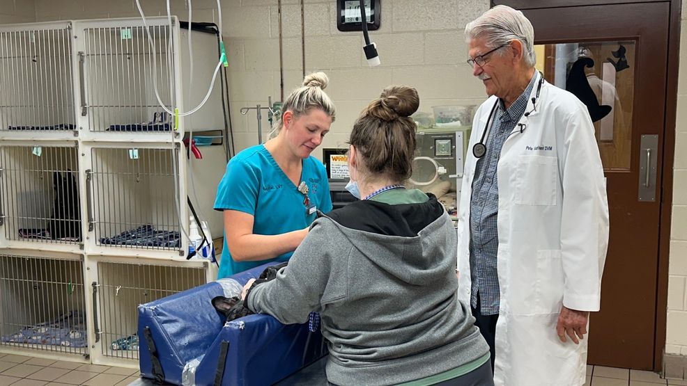 Battle Creek veterinarian studies link between excess copper in dog ...
