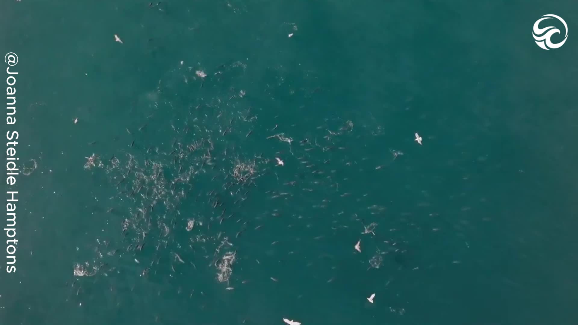 Massive school of fish forms living river beneath ocean surface