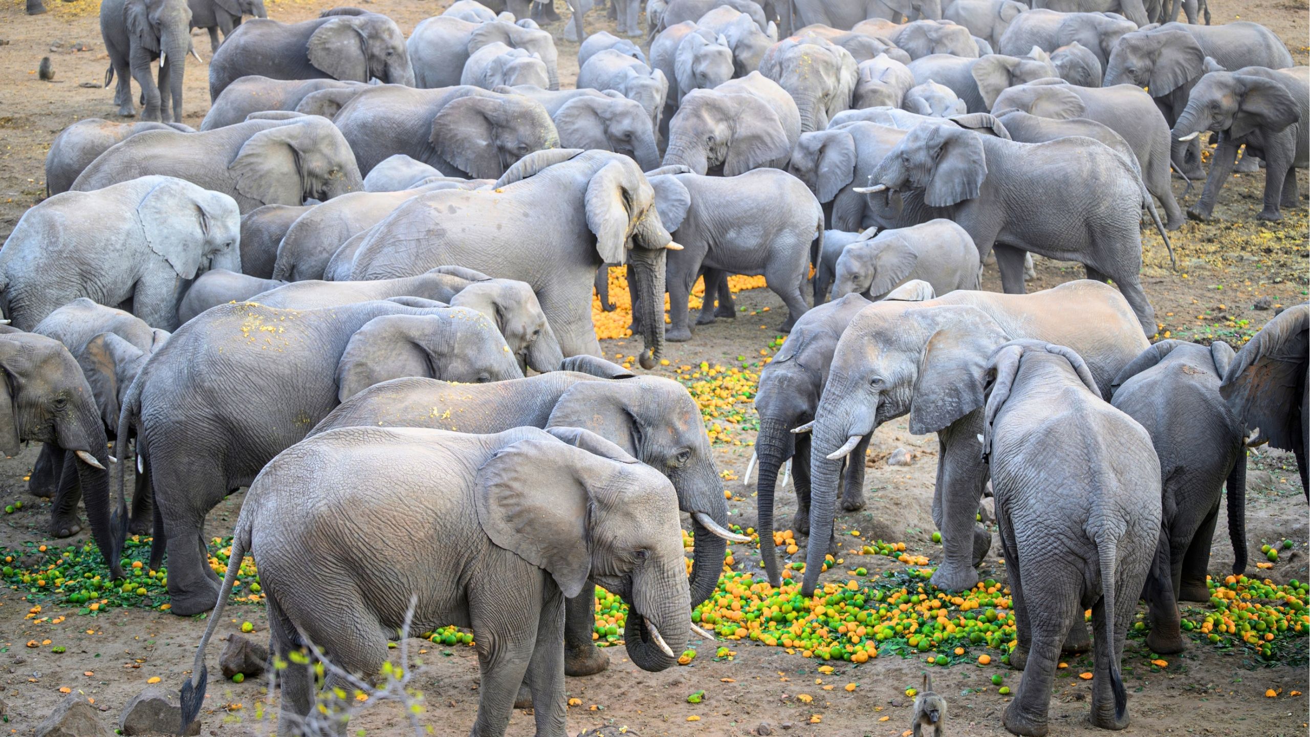 Hundreds of elephants descend on valley to eat estate's discarded fruit ...