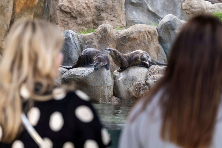 John Ball Zoo meets 'gold standard' in accreditation review, CEO says