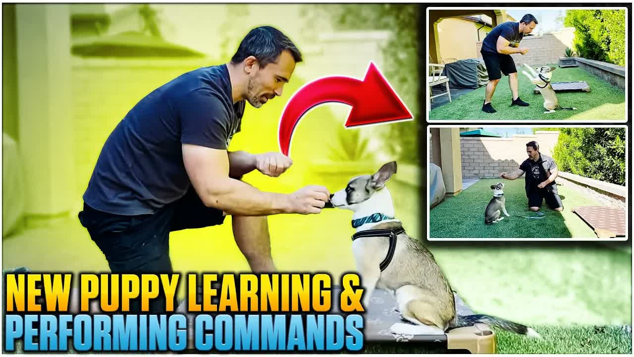 Essential techniques for training your new puppy: First sessions with Sven