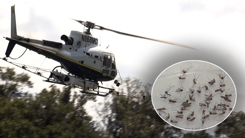 New dengue case numbers expected as mosquito control ramps up