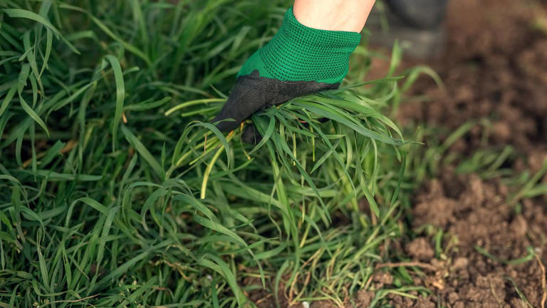 This fall weed-control routine will save you work next spring