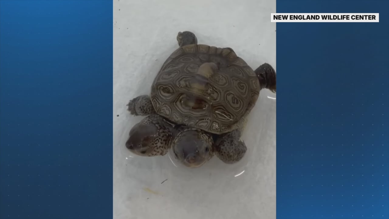 Double take: Rare two-headed baby turtle found on Cape Cod