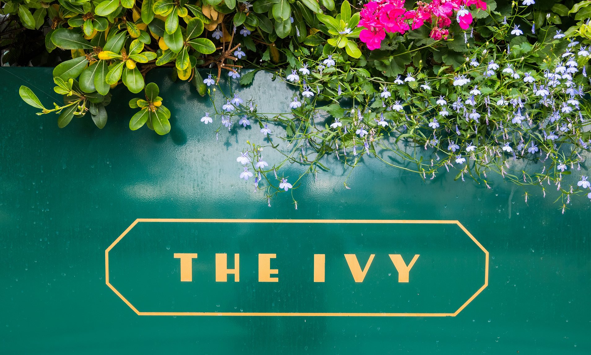 Ivy Collection customers face rush to spend points as restaurant ...