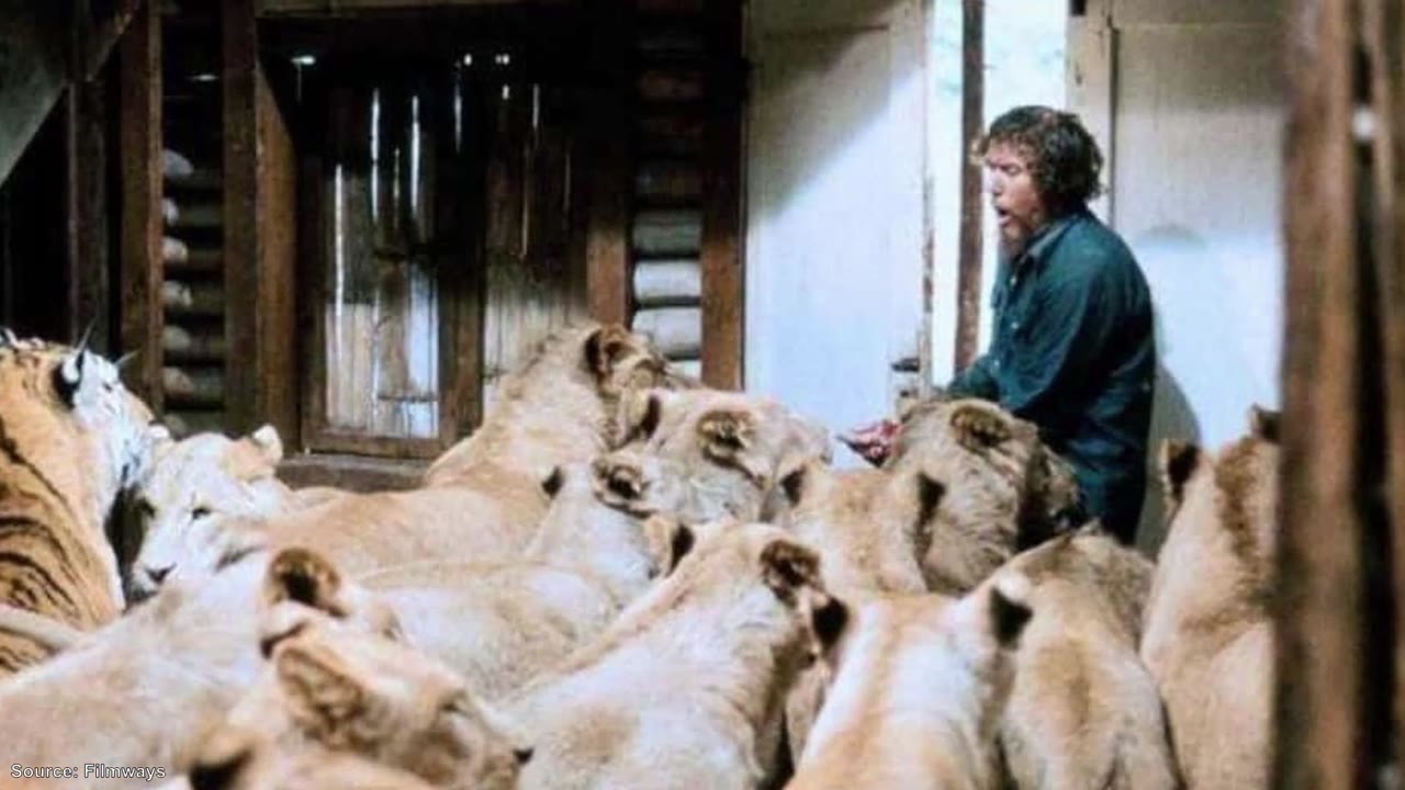 One lion attack. 200 stitches. The cameras kept rolling.