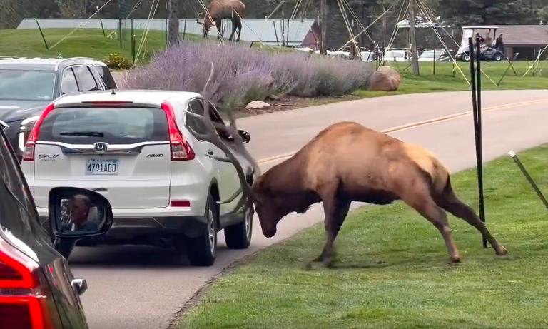 Giant bull elk smashes motorist's window, but are the gals impressed?