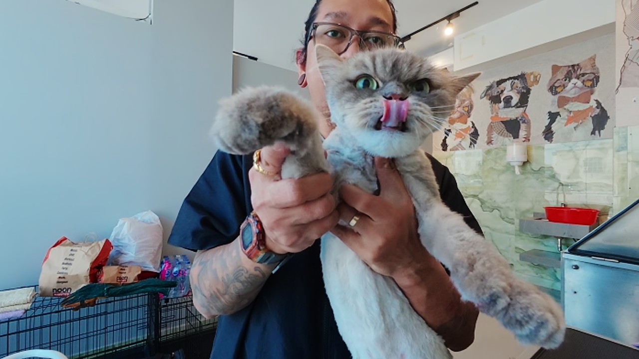 Thunder is finally ringworm free!