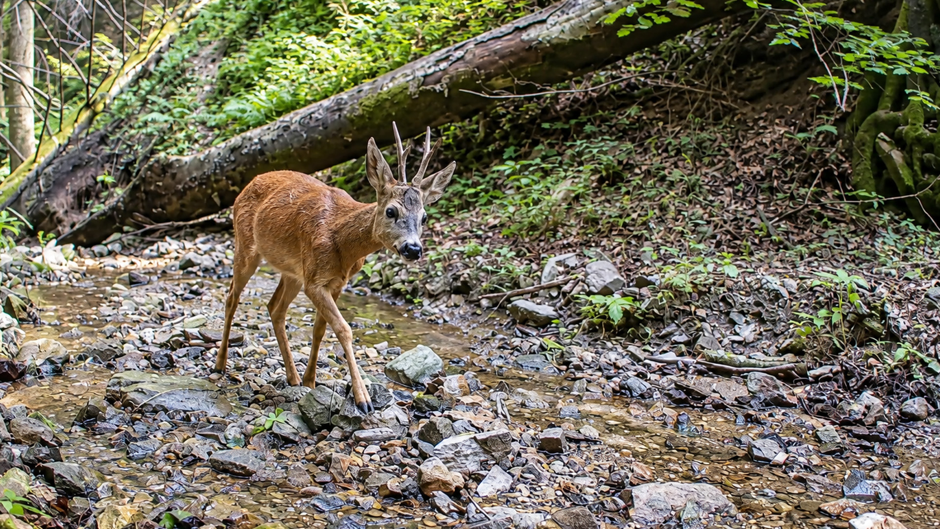 Wildcamera legt jonge ree vast die een rotsachtige bosbeek oversteekt