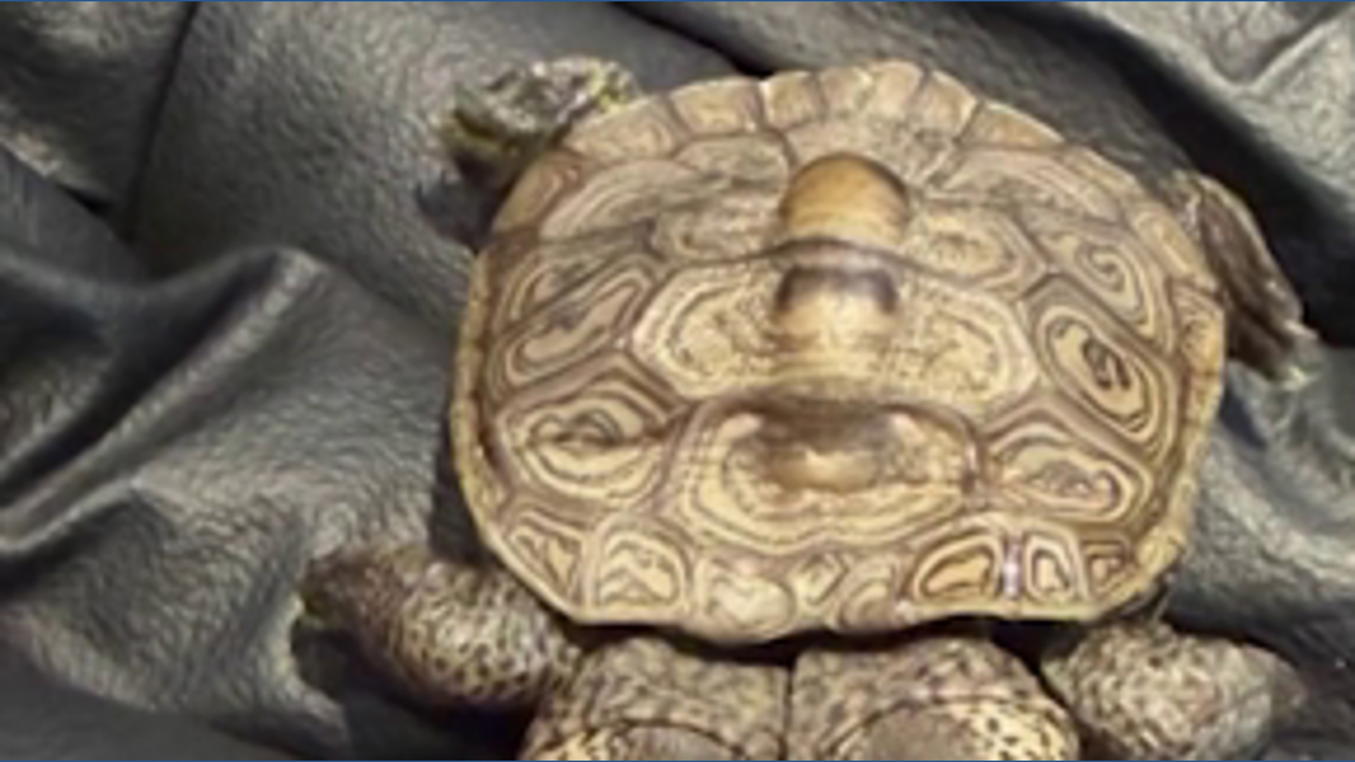 Rare two-headed baby turtle found on Cape Cod